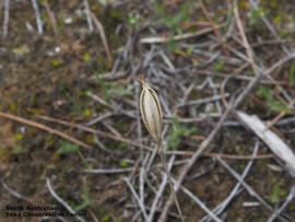   Fruit:   Eriochilus cuculatus ; Photo by South Australian Seed Conservation Centre, used with permission
